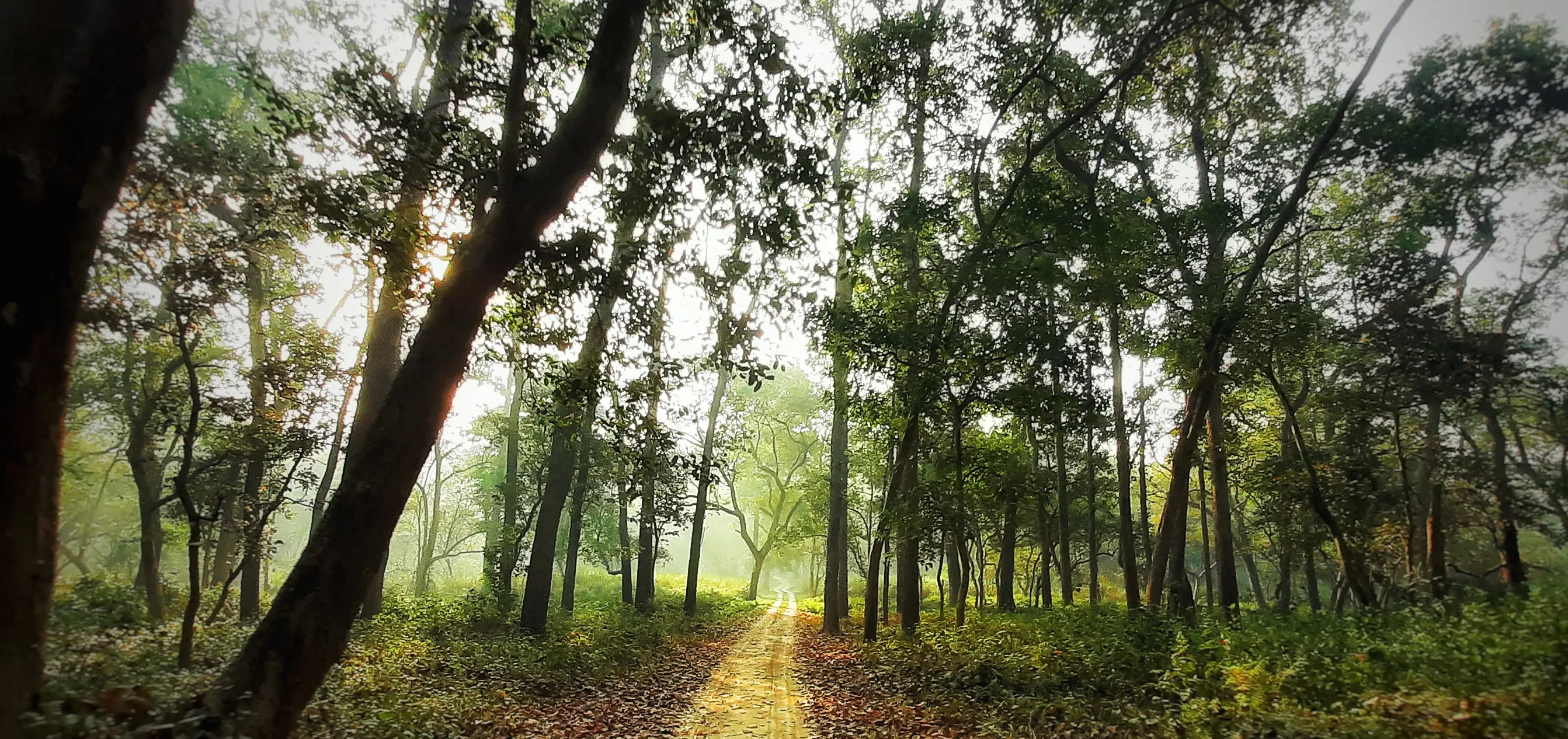 Lush green woodland in bright daylight